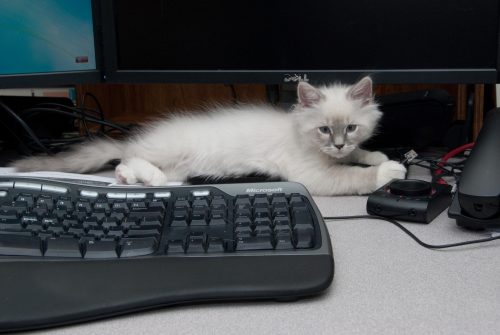 Beezle on My Work Desk