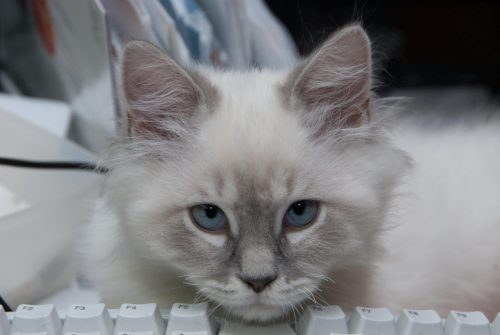 Beezle Watching Me Work