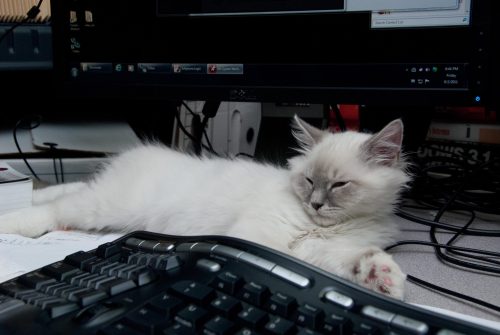 Beezle Lounging on My Work Desk