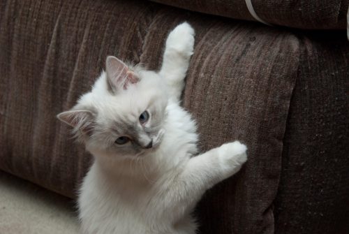 Beezle Caught Posing