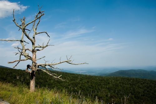 Interesting Tree