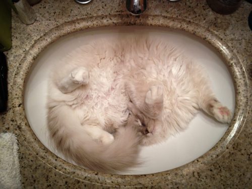 Beezle sleeping in the sink