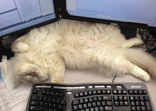 Beezle sleeping on my desk