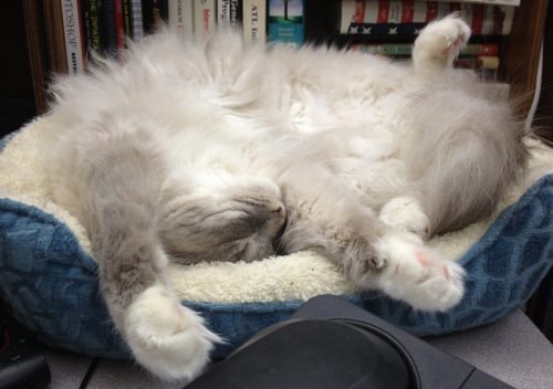 Beezle sleeping on his pillow